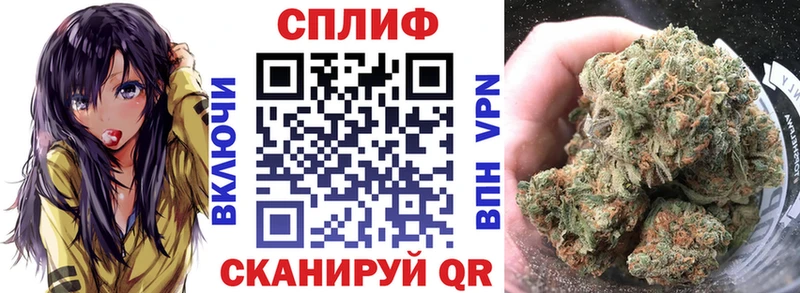 Конопля гибрид  Осташков 
